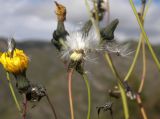 Sonchus arvensis