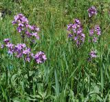 Hesperis matronalis