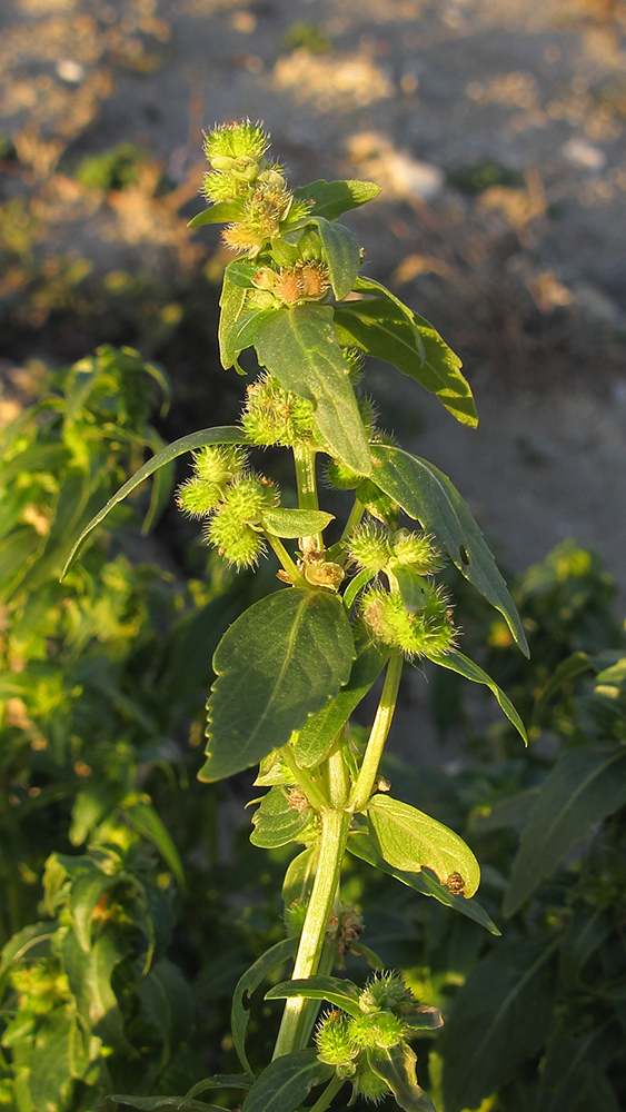 Изображение особи Mercurialis annua.