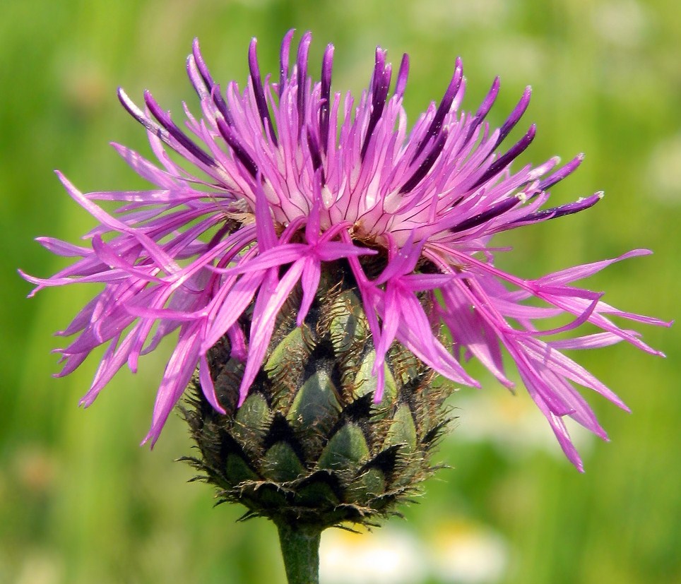 Изображение особи Centaurea scabiosa.