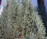 Juniperus communis. Верхняя часть кроны растения ('Hibernica'). Германия, г. Bad Lippspringe, в культуре. 02.02.2014.