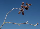 Alnus incana ssp. rugosa