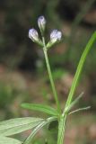 Vicia loiseleurii