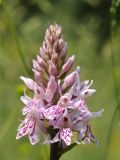 Dactylorhiza fuchsii