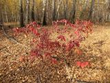 Swida alba. Растение в осенней окраске. Тамбовская обл., Петровский р-н, окр. с. Дубовое, окраина березовой рощи. 12.10.2014.