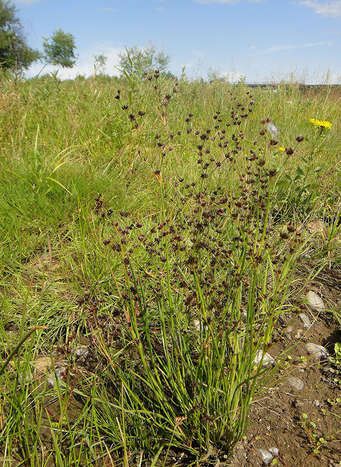 Изображение особи Juncus alpino-articulatus.