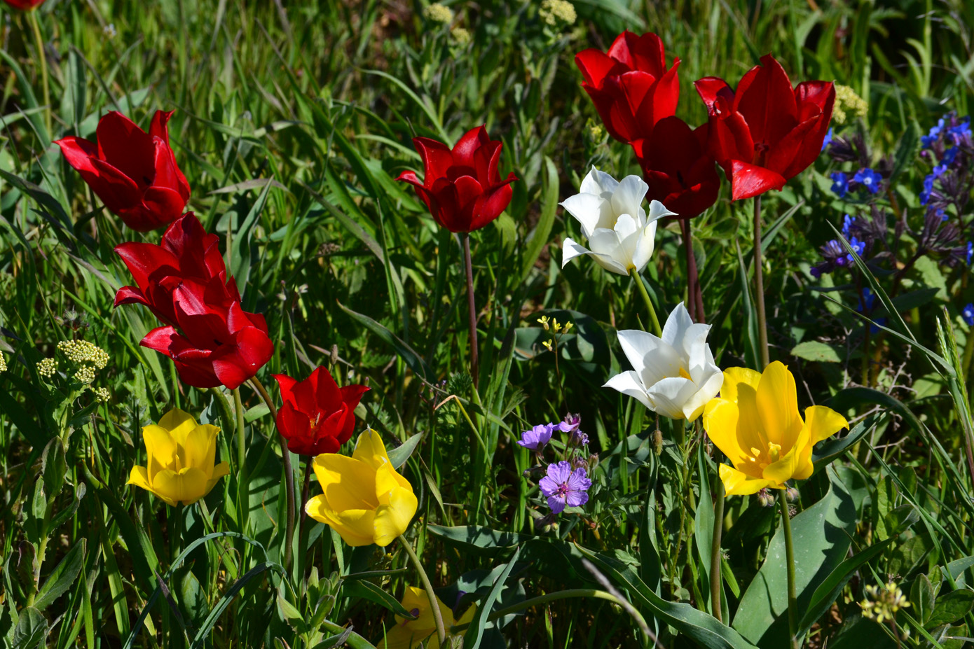 Изображение особи Tulipa suaveolens.