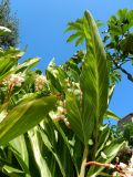 Alpinia zerumbet. Верхушка растения с соцветиями. Франция, Прованс, Борм-ле-Мимоза, в культуре. 24.07.2014.