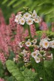 Primula japonica