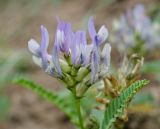 Astragalus tibetanus