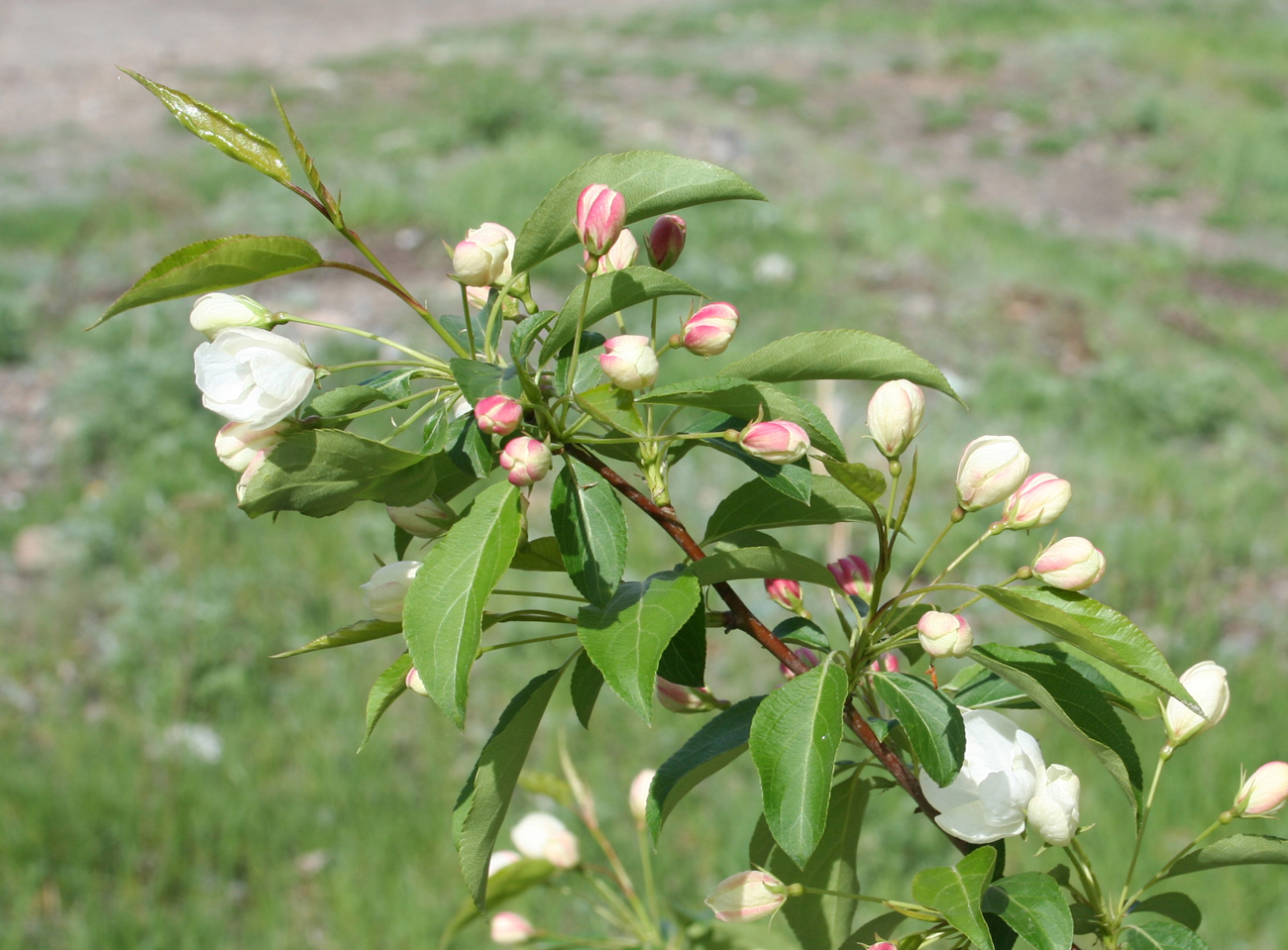 Изображение особи Malus domestica ssp. cerasifera.