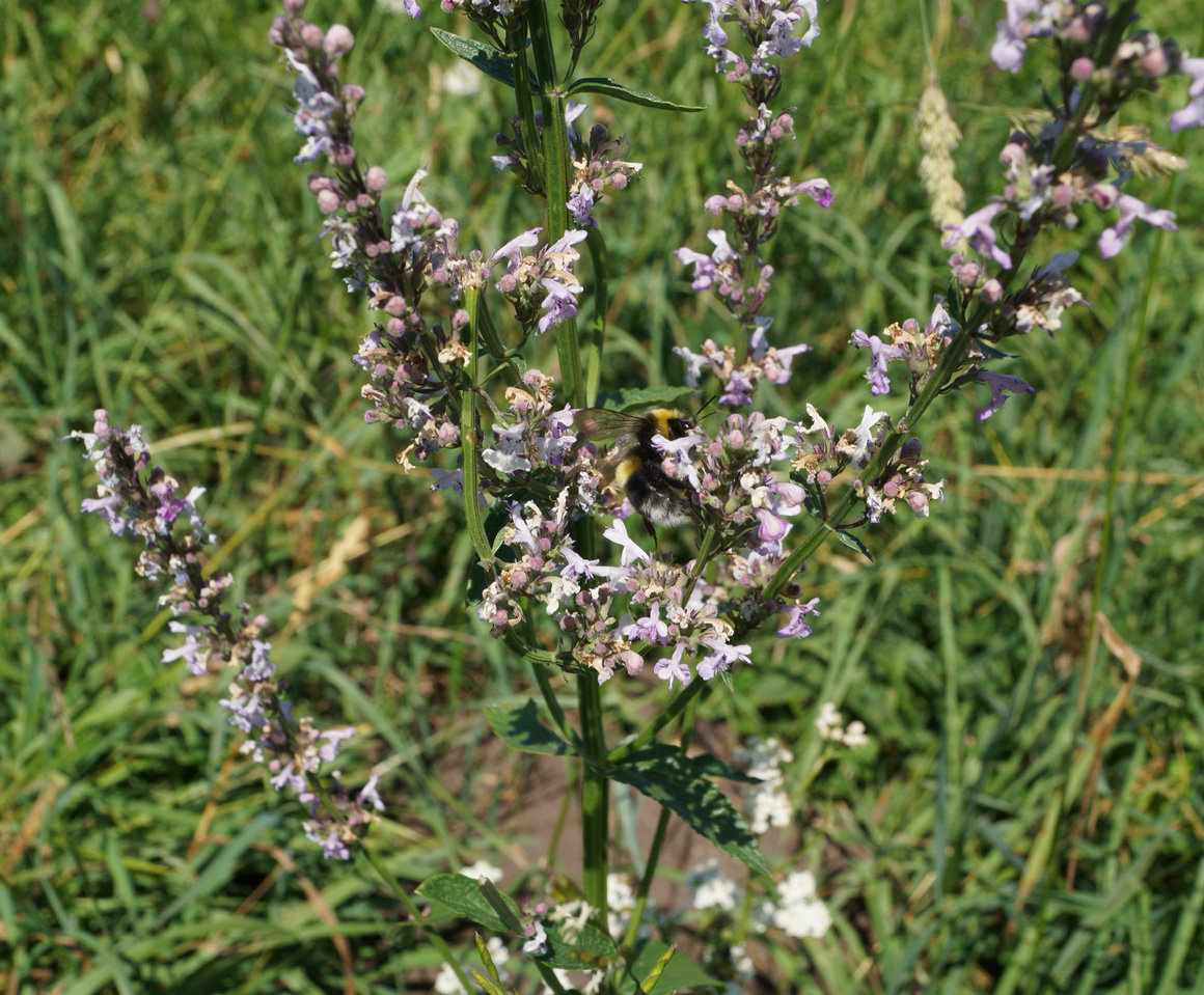 Изображение особи Nepeta nuda.