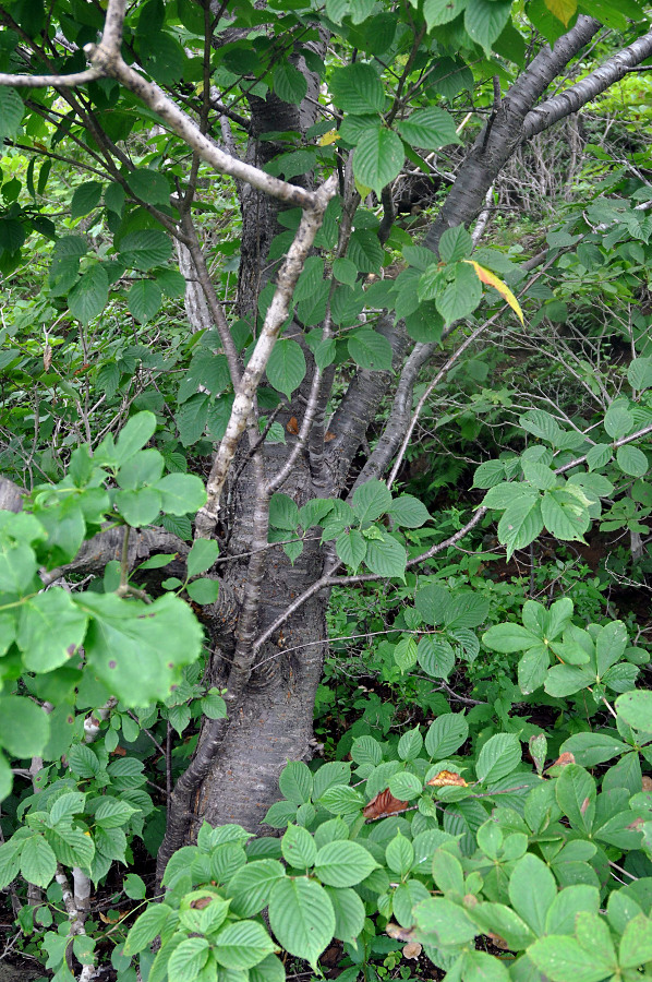 Изображение особи Cerasus sachalinensis.