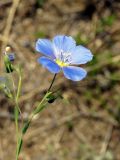 Linum altaicum