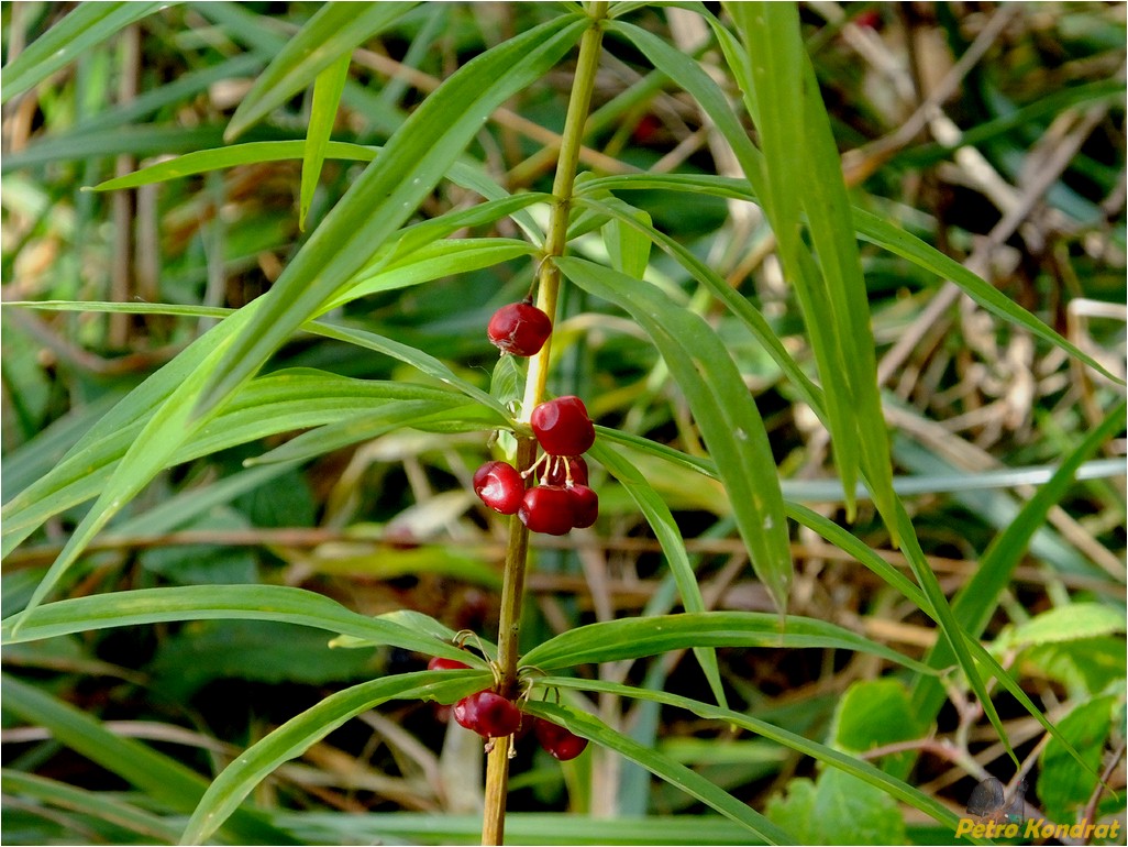Изображение особи Polygonatum verticillatum.