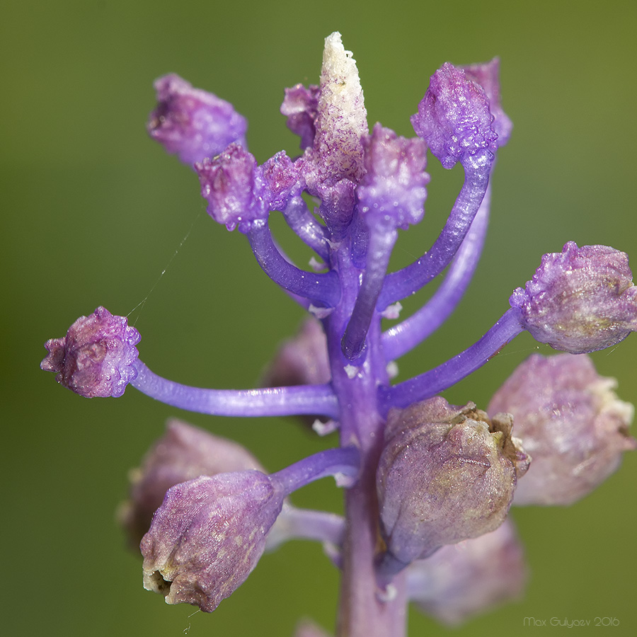 Изображение особи Leopoldia comosa.