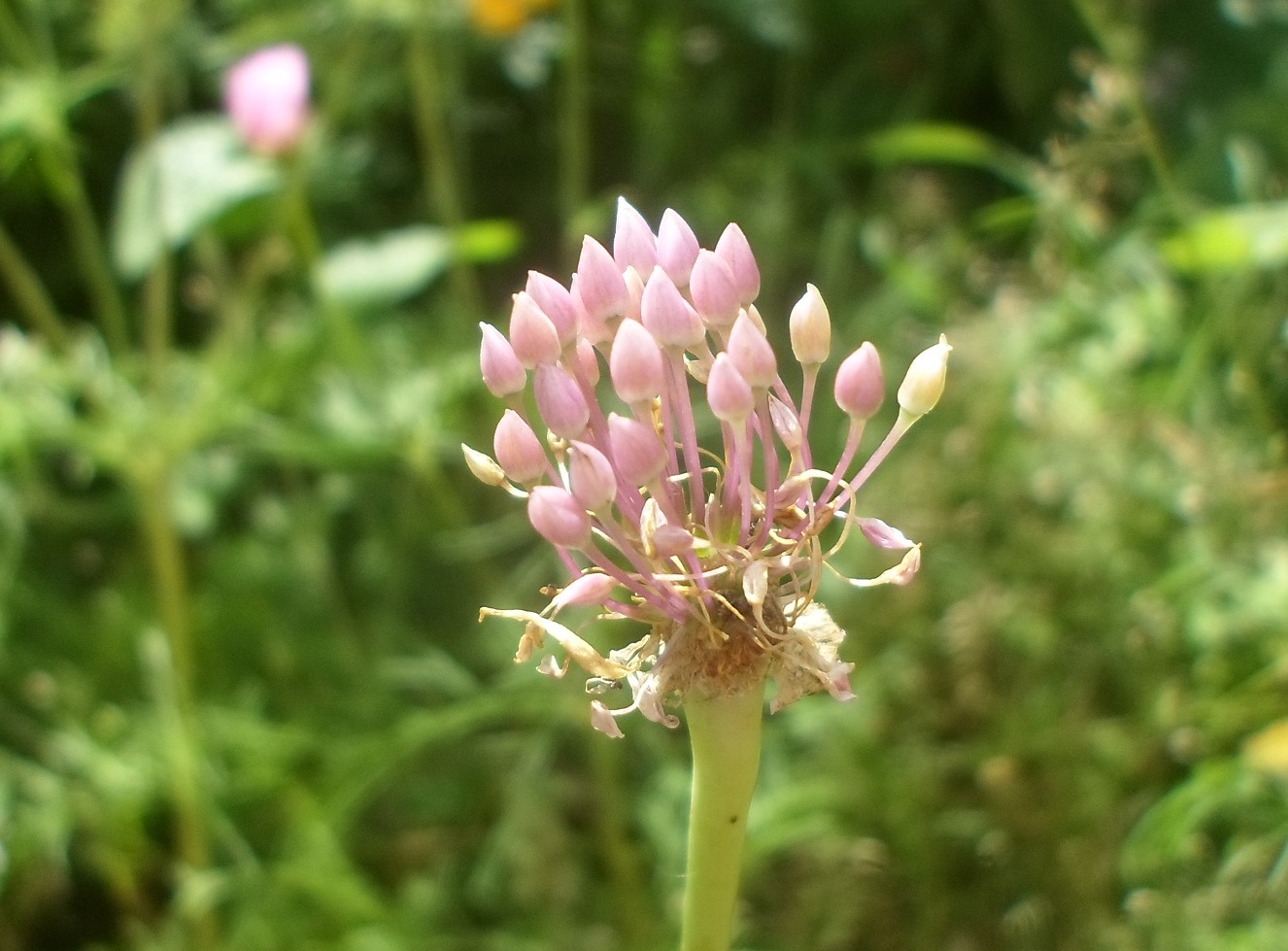 Image of Allium sativum specimen.