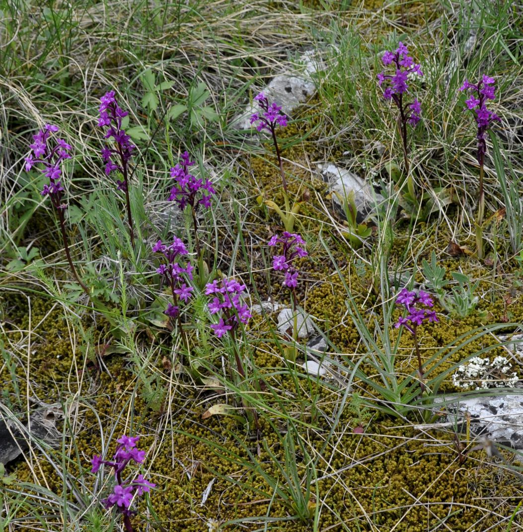 Изображение особи Orchis quadripunctata.