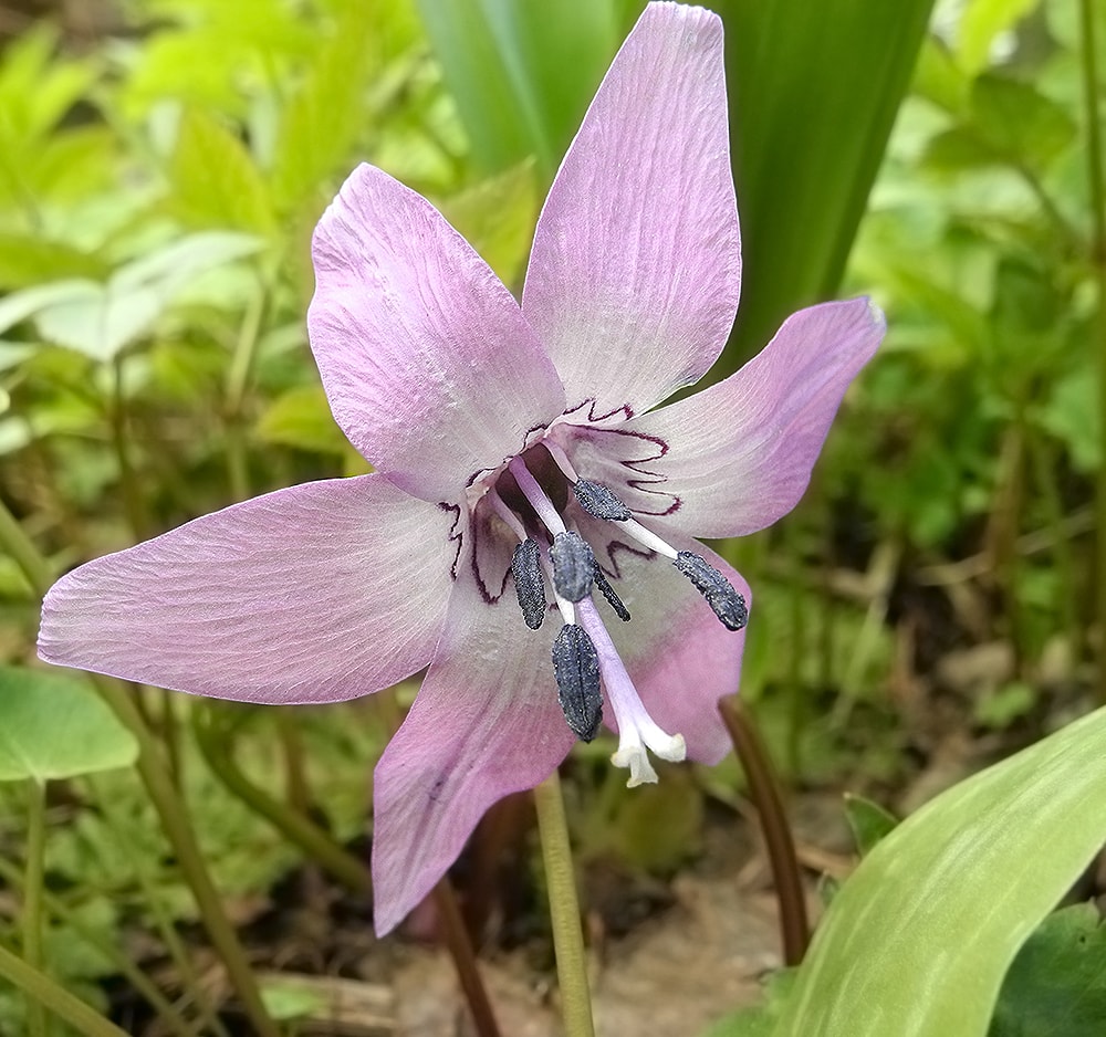 Изображение особи Erythronium japonicum.