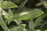 Epilobium villosum