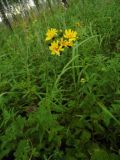 Hieracium umbellatum