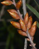 Hakea multilineata