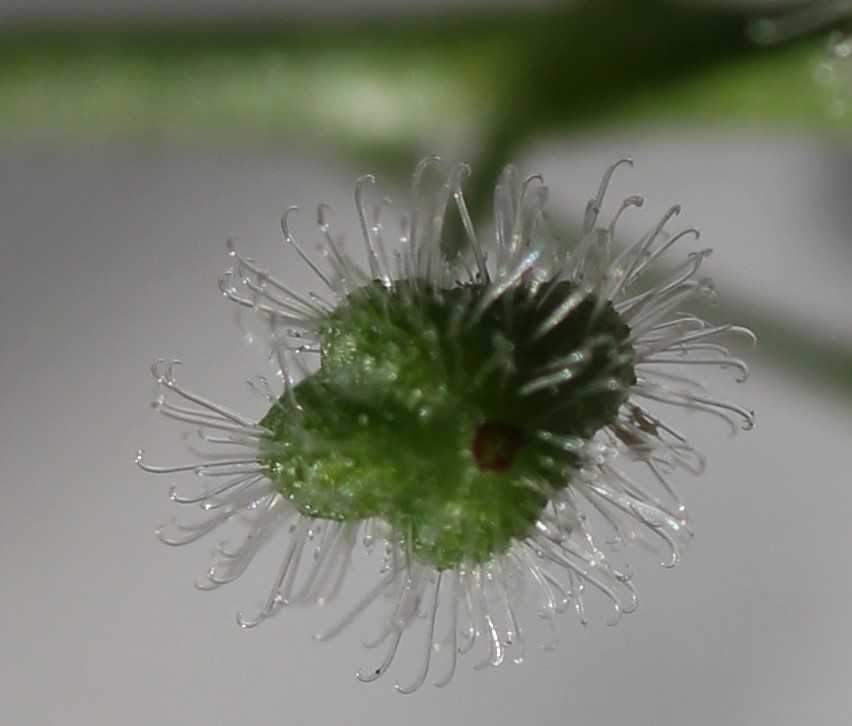 Изображение особи Circaea lutetiana ssp. quadrisulcata.