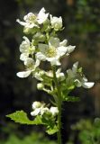 Rubus canescens. Верхушка побега с соцветием. Украина, г. Киев, ул. Курнатовского, опушка сосновых насаждений, на боровых песках. 15.06.2017.