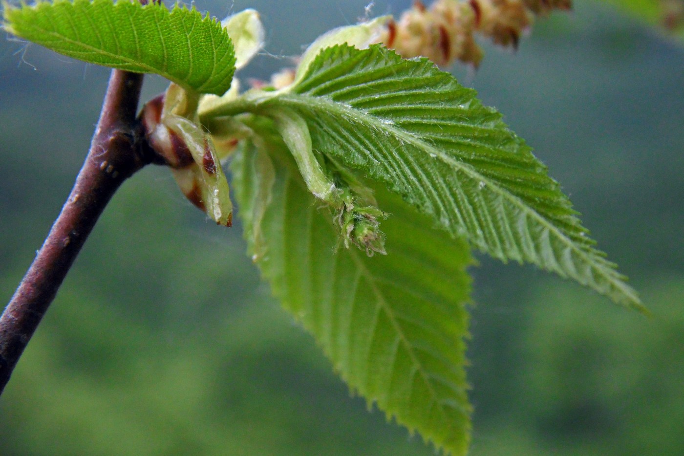 Изображение особи Ostrya carpinifolia.