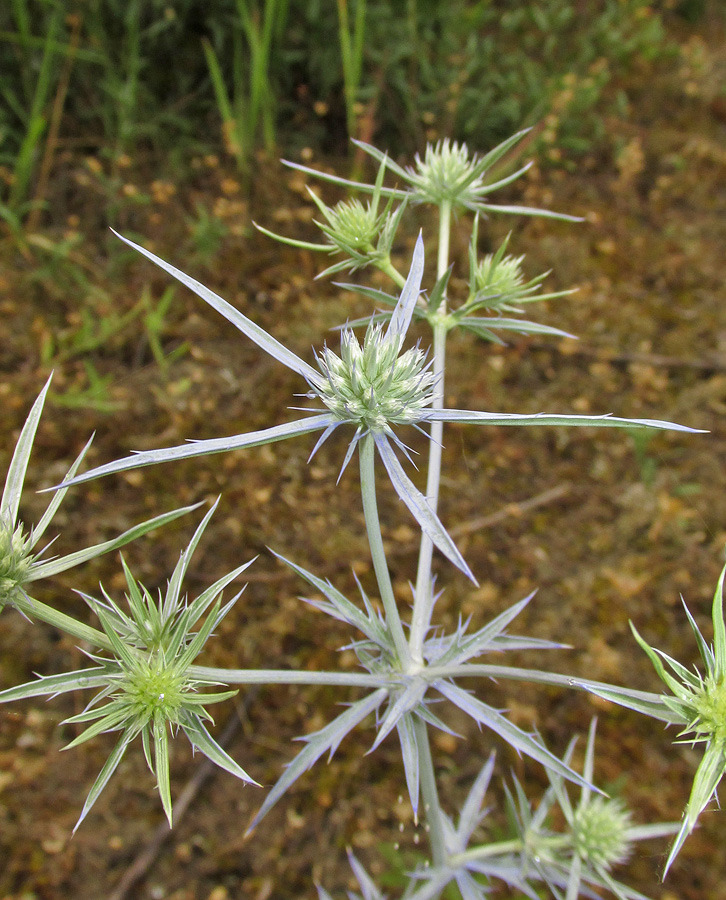 Изображение особи Eryngium caeruleum.