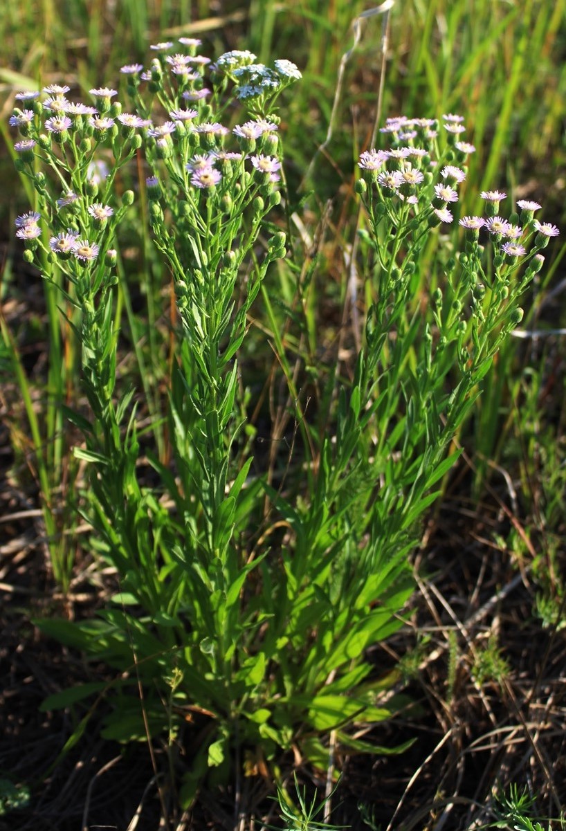 Изображение особи Erigeron podolicus.