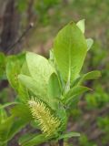 Salix hastata. Молодой побег (видна абаксиальная поверхность листьев) и мужское соцветие. Магаданская обл., окр. г. Магадан, низовья р. Магаданка, ивняк. 20.06.2018.