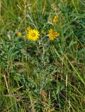 Senecio jacobaea. Верхушка цветущего растения. Хакасия, Ширинский р-н, берег оз. Шунет, степь. 12.07.2018.