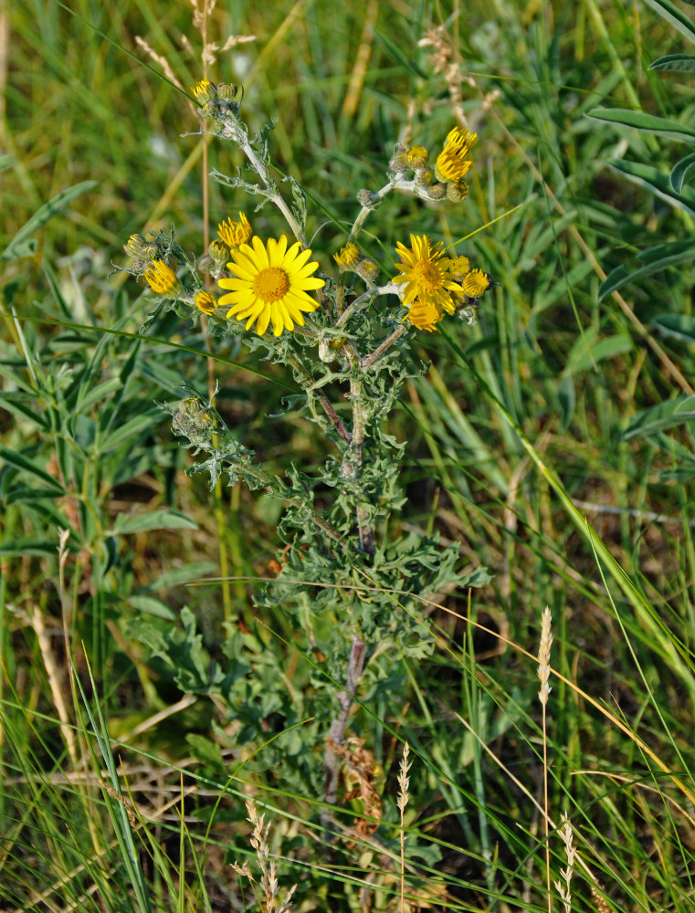 Изображение особи Senecio jacobaea.