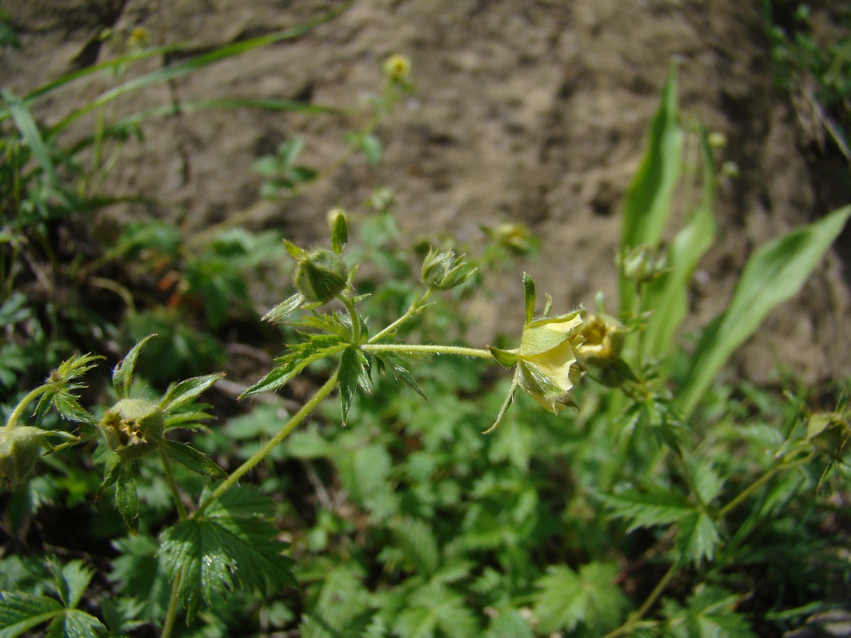 Изображение особи Potentilla kulabensis.