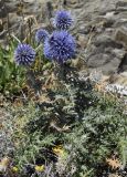 Echinops ritro