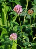 Trifolium pratense