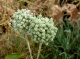 Allium caeruleum. Соплодия. Кыргызстан, Чуйская обл., окр. г. Бишкек восточнее с. Орто-Сай, предгорье, склон холма. 04.06.2019.