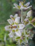 Zigadenus elegans