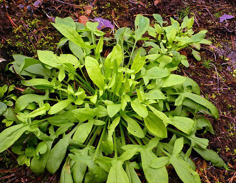 Изображение особи Rumex acetosella.