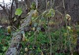 Echinocystis lobata. Побеги плодоносящего растения на ветвях Salix. Московская обл., гор. округ Солнечногорск, долина р. Горетовка, прибрежный ивняк. 25.10.2020.