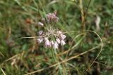 Allium paniculatum