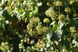 Hedera helix