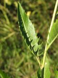 Sisymbrium volgense