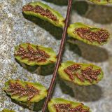 Asplenium trichomanes. Сорусы. Республика Абхазия, окр. Нового Афона. 20.08.2009.