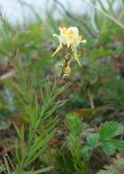 Linaria vulgaris