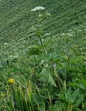 Heracleum dissectum