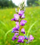 Oxytropis glabra