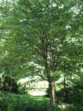 Carpinus cordata