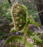 Dryopteris filix-mas. Верхушка молодой вайи. Харьковская обл., Волчанский р-н, Новодоновский заказник. 30.04.2012.